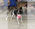 Small Photo #4 Colonial Cocker Spaniel-Unknown Mix Puppy For Sale in Silver Spring, MD, USA