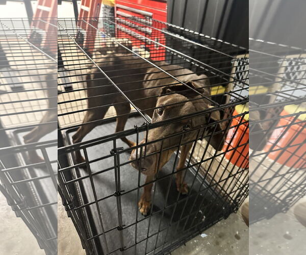 Medium Photo #9 Doberman Pinscher Puppy For Sale in Buffalo, MN, USA