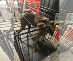 Small #8 Doberman Pinscher