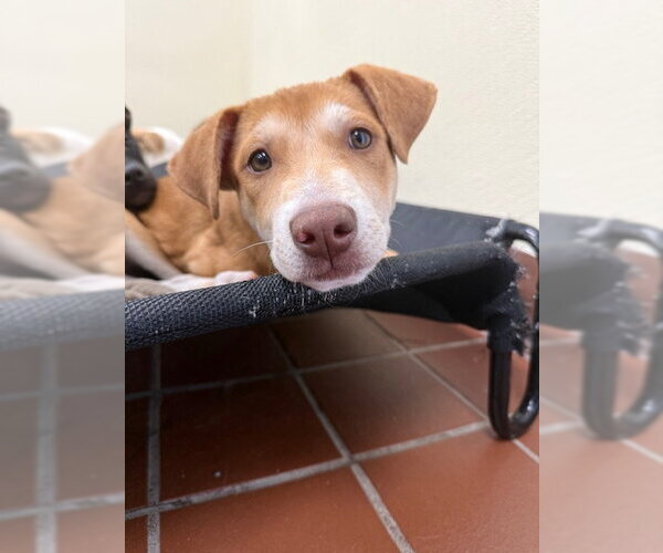 Medium Photo #2 Labrador Retriever-Unknown Mix Puppy For Sale in Jefferson, NJ, USA