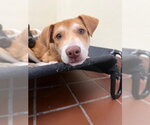 Small #1 Labrador Retriever Mix