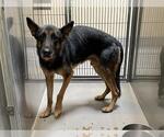 Small German Shepherd Dog Mix