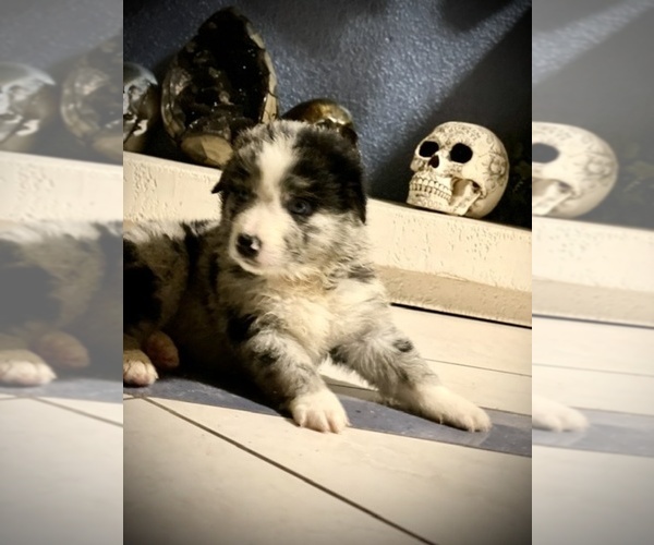 Medium Photo #3 Australian Shepherd Puppy For Sale in PHOENIX, AZ, USA