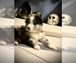 Small Photo #3 Australian Shepherd Puppy For Sale in PHOENIX, AZ, USA