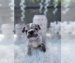 Small Photo #20 French Bulldog Puppy For Sale in NEWARK, NJ, USA