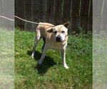 Small #1 Chinese Shar-Pei Mix