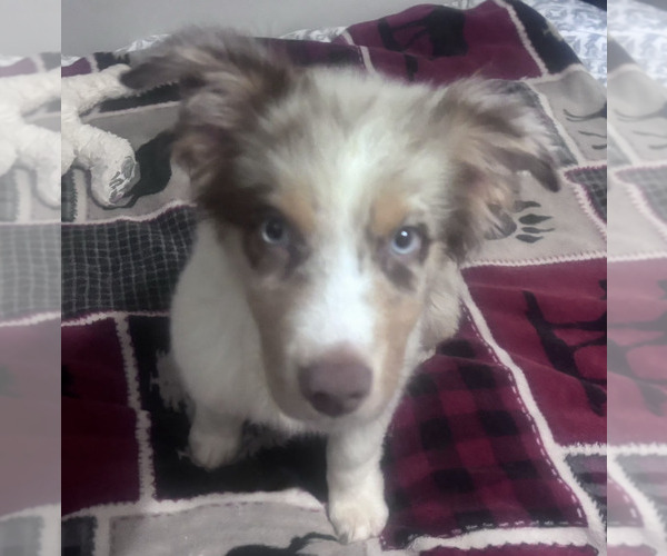 Medium Photo #10 Australian Shepherd Puppy For Sale in ROY, UT, USA