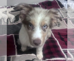 Small #9 Australian Shepherd