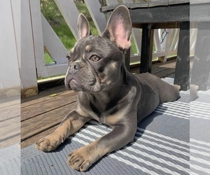 Father of the French Bulldog puppies born on 10/30/2025