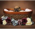 Small #18 Olde English Bulldogge