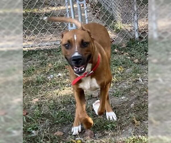 Medium Photo #2 Mountain Cur-Unknown Mix Puppy For Sale in Hinton, WV, USA