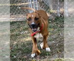 Small #1 Mountain Cur Mix