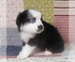 Small #4 Miniature Australian Shepherd