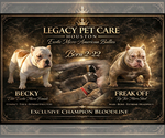 Small Photo #1 American Bully Puppy For Sale in HOUSTON, TX, USA