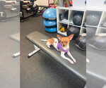 Small Taco Terrier