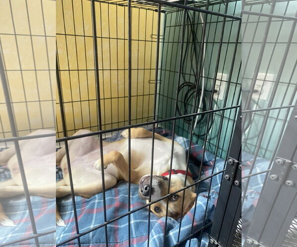 Medium Photo #3 American Pit Bull Terrier-Siberian Husky Mix Puppy For Sale in Westminster, MD, USA