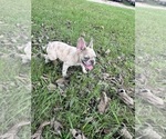 Puppy 2 French Bulldog