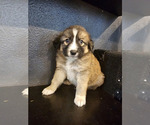 Small Photo #5 Australian Shepherd-Great Pyrenees Mix Puppy For Sale in SAN BERNARDINO, CA, USA