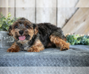 Father of the Yorkshire Terrier puppies born on 06/16/2025