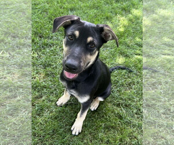 Medium Photo #1 German Shepherd Dog-Unknown Mix Puppy For Sale in Minneapolis, MN, USA