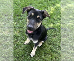 German Shepherd Dog-Unknown Mix Dogs for adoption in Minneapolis, MN, USA
