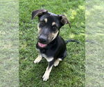 Small German Shepherd Dog Mix