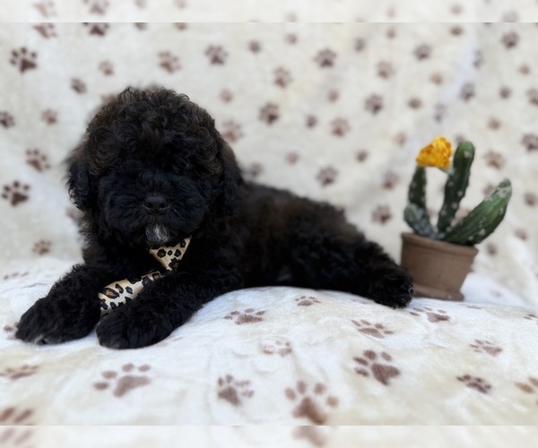 Medium Photo #1 Shih-Poo Puppy For Sale in LAKELAND, FL, USA