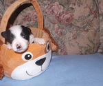Small Photo #3 Border Collie Puppy For Sale in AIKEN, SC, USA