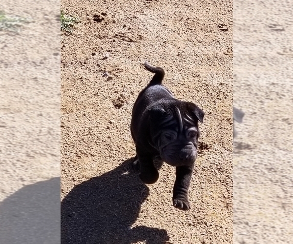 Medium Photo #2 Chinese Shar-Pei Puppy For Sale in APPLE VALLEY, CA, USA