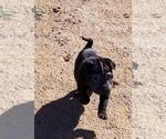 Small Photo #2 Chinese Shar-Pei Puppy For Sale in APPLE VALLEY, CA, USA