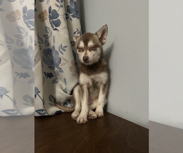 Medium Photo #43 Alaskan Klee Kai Puppy For Sale in DURHAM, CT, USA