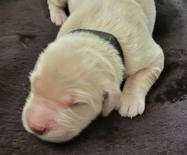 Medium Photo #2 Golden Retriever Puppy For Sale in SPARTA, NC, USA