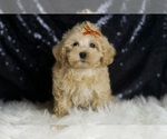 Small #4 Maltipoo