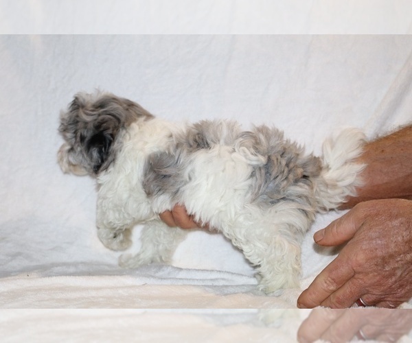 Medium Photo #6 ShihPoo Puppy For Sale in DYERSBURG, TN, USA
