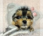 Small #3 Morkie