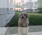 Small #3 Poovanese