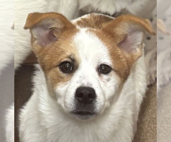 Medium Photo #4 Saint Bernard-Unknown Mix Puppy For Sale in Elmsford, NY, USA