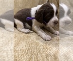 Small Photo #15 English Springer Spaniel Puppy For Sale in JEANNETTE, PA, USA