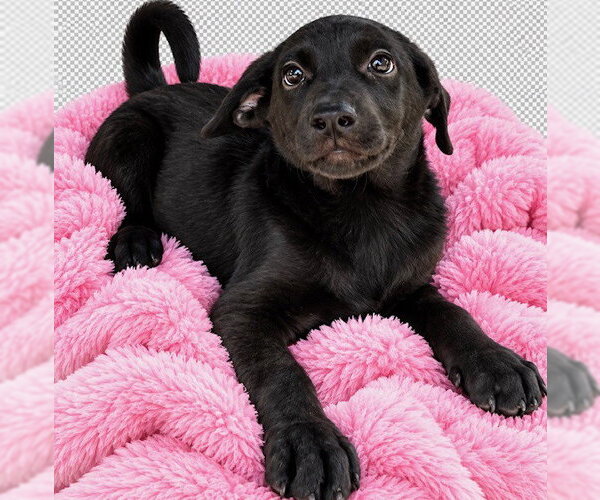 Medium Photo #4 Shepradors Puppy For Sale in Southbury, CT, USA