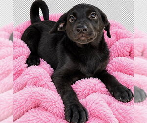 Trick Boo ~ meet me! - Female Shepradors Dog for Adoption - Photo #4