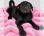 Small Photo #4 Shepradors Puppy For Sale in Southbury, CT, USA
