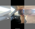 Small #2 Boxer Mix