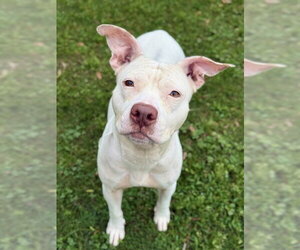 Mutt Dogs for adoption in Sugar Land, TX, USA