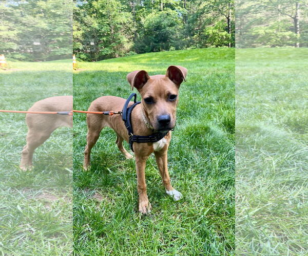 Medium Photo #3 Bulldog-Unknown Mix Puppy For Sale in Tarrytown, GA, USA