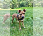 Small #2 Bulldog Mix