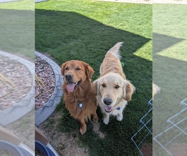 Medium Photo #2 English Cream Golden Retriever Puppy For Sale in DOLORES, CO, USA