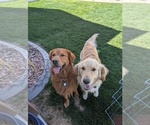 Small #1 English Cream Golden Retriever