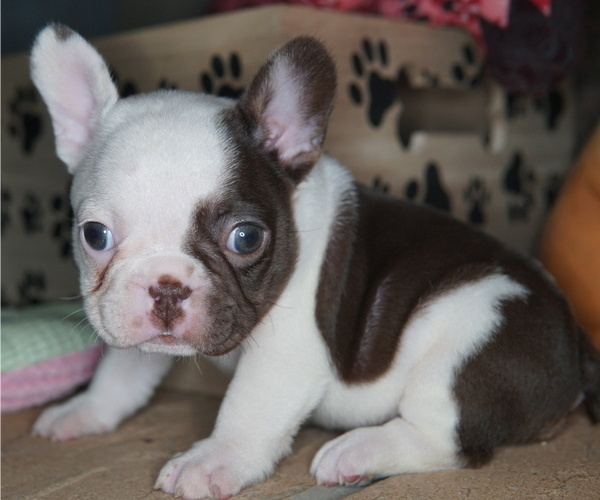 Medium Photo #2 French Bulldog Puppy For Sale in WHEATFIELD, IN, USA