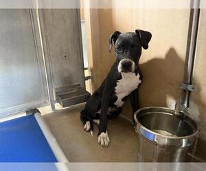 Great Dane-Unknown Mix Dogs for adoption in Chula Vista, CA, USA