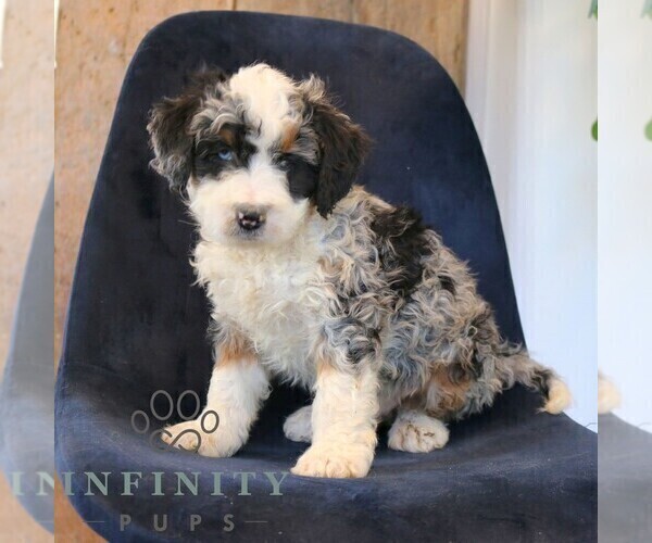 Medium Photo #4 Bernedoodle (Miniature) Puppy For Sale in NARVON, PA, USA
